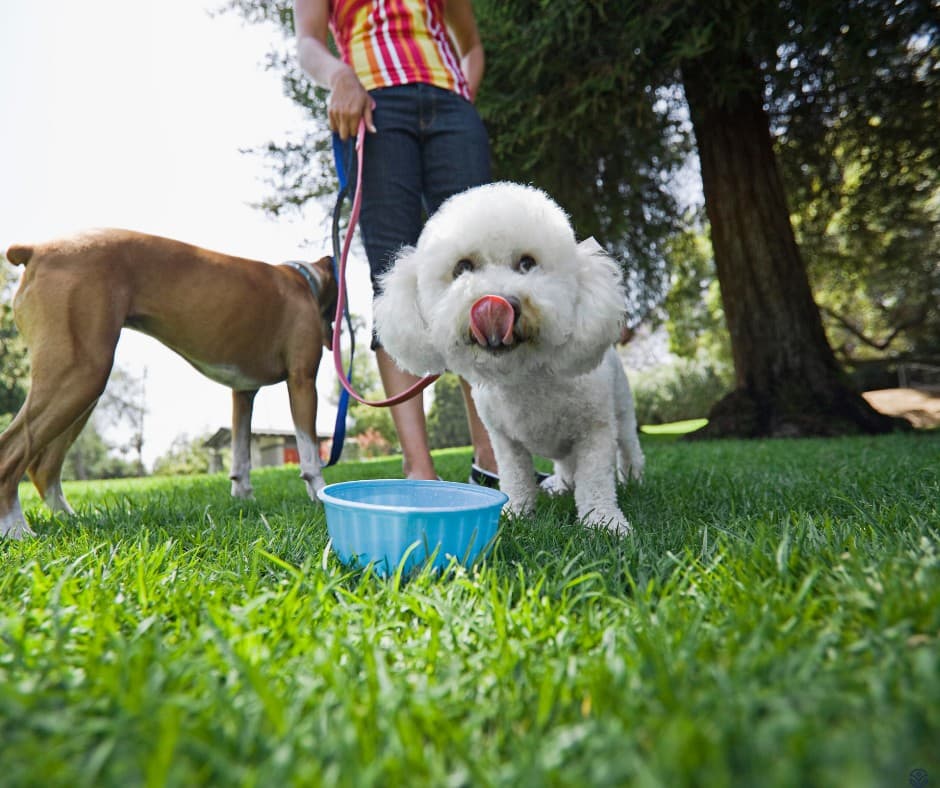 keeping your animals cool in summer heat (1)