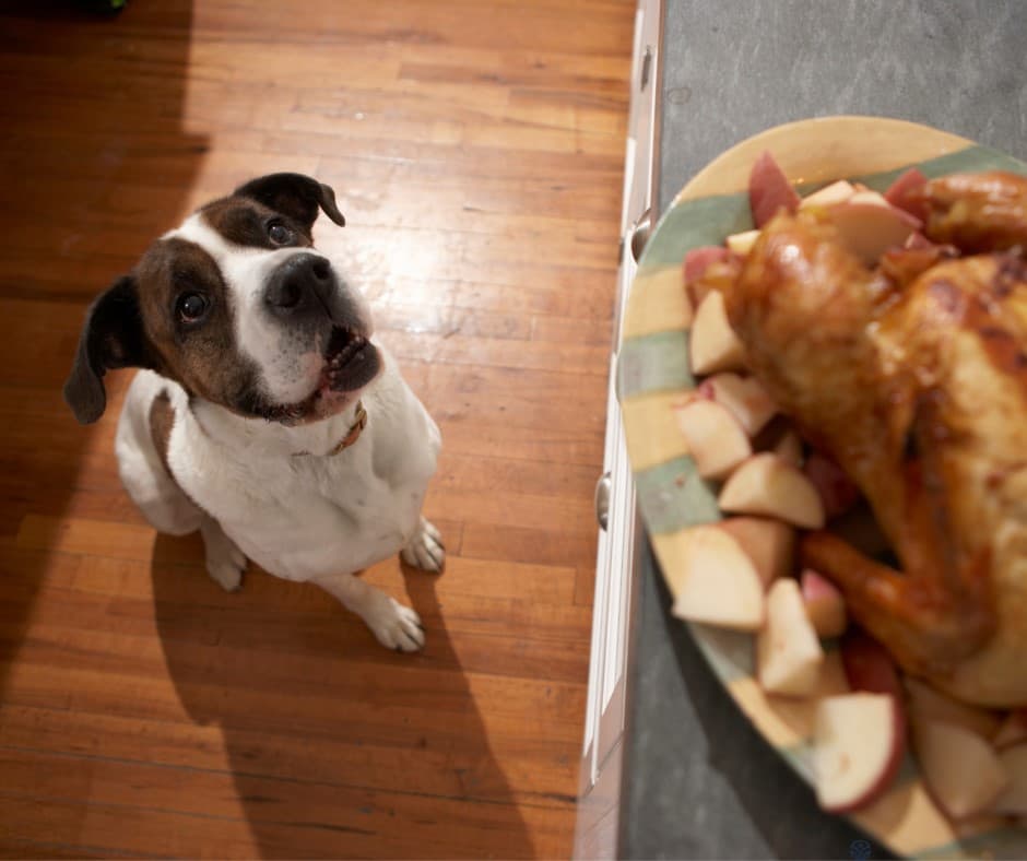 pet friendly thanksgiving foods